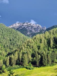 Apartamento Pino Verde in San Colombano VT Vista, Natura, Wifi