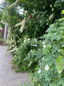 Maximum 4 szemely szamara!