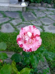 LErbetta fra le Cinque Terre e la Val di Vara