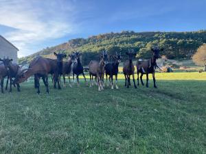 Tentes de luxe Le perussier : photos des chambres
