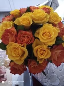 Le piante di casa SaMar