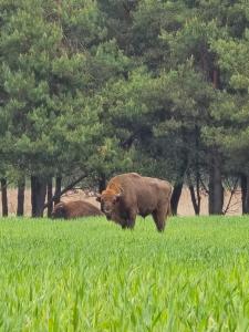 Domek Gajowy-2