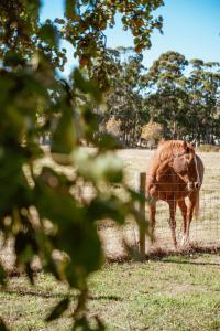 Farm Stay & Private Beach at Pear Tree Cottage