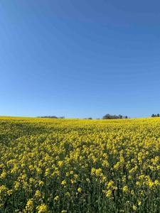 Spacious farmhouse with a greenhouse on Österlen