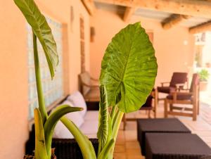 Villas L'Escargolette - Incroyable maison de vacances 4 etoiles : photos des chambres