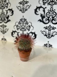 Sofia Harmony Apartment