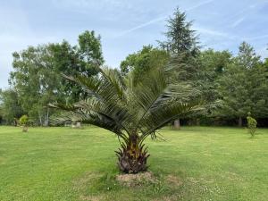 Appartements Appartement familial au bord de la Marne, jardin tropical , piscine, tennis, terrasse, parking gratuit proche Disneyland : photos des chambres