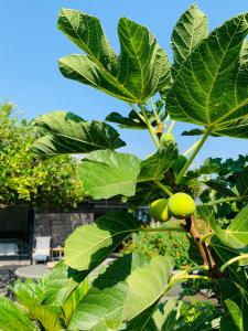The Cottage in the Citrus Grove