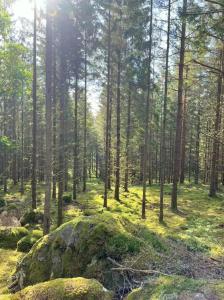 Freyja Summer Forest Retreat Cabin with Private Outdoor Tub and Lakeside Views