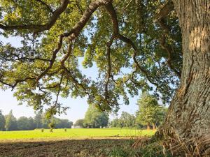 Maisons de vacances Les Gites du chateau de Craon : photos des chambres