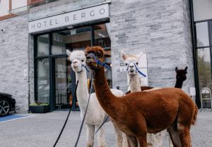 Hotel Bergo Resort & SPA