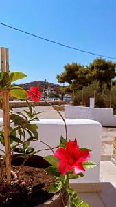 Sophias Apartment- Lipsi Mint