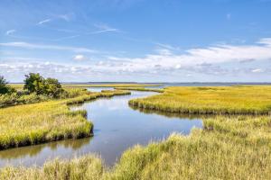 Tritons Trumpet B 101