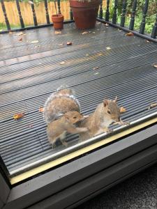 Woodland View Retreat - Luxury Stay, Endless Fun