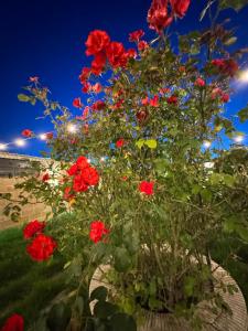 Dear Mary, B&B romantico vicino Lecce nel cuore del Salento