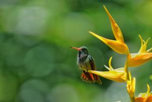 Las Hamacas Mountain Hostal