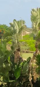 شالية مارينا العلمين