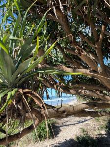 Surf Haus on Tamarind