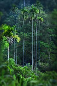 River Valley Retreat Coorg