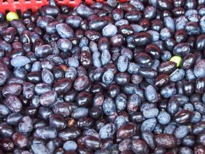 Appartements Les Escouradieres dans le Var : photos des chambres