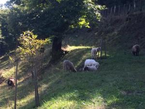 Eco-apartment Valletta