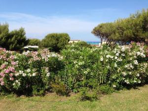 Punta d 'Elice 250mt dal mare img7