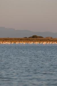 Flamingo Living Halkidiki - The Villas