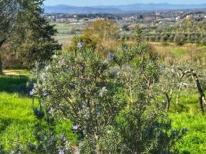 La Corte di Muciafora