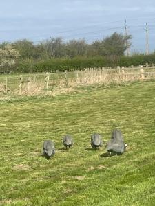 Springvale Farm Holiday Let