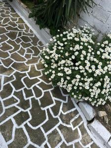 Olive tree the master bed and balcony apartment