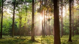 Peaceful chalet with free parking and bikes