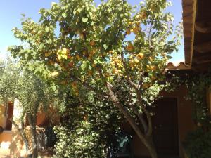 Residence La Pineta img46