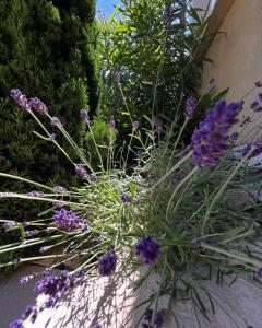 B&B / Chambres d'hotes La Bastide de Grosille : photos des chambres