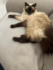 Villas Villa contemporaine 4 chambres 1 bureau : photos des chambres