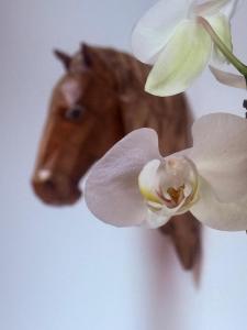 Casa hostal la herradura