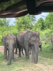 WildSky HomeStay