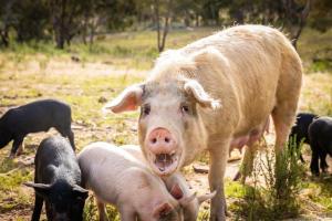 Tiny House Farmstay at Dreams Alpaca Farm - A Windeyer Outback Experience