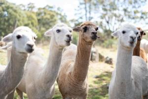 Tiny House Farmstay at Dreams Alpaca Farm - A Windeyer Outback Experience