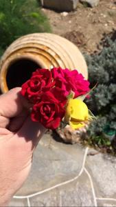 Rose Home Sifnos Greece