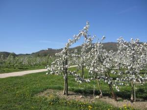 Apfelhof - Ferienwohnung Wielath