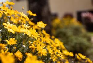 Bio Agriturismo I Lapi