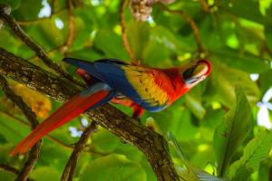 Selva Color - Forest & Beach EcoLodge