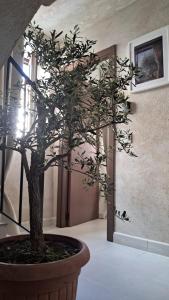 Casa Ypsilon Olive Oil