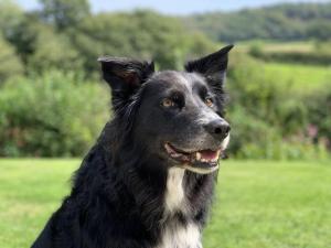 Dog Friendly Guesthouse