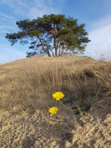 Relax Chalet with hottub