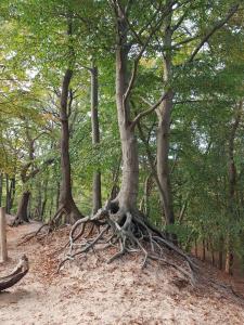 Relax Chalet with hottub