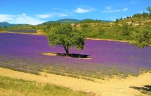 Maisons de vacances Amazing Home In Sablet : photos des chambres