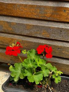 Loft Lux 3 (Smart TV, Ar condicionado, Cozinha...)