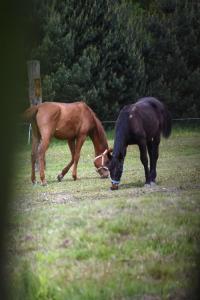 Agroturystyka w Dolinie Raty