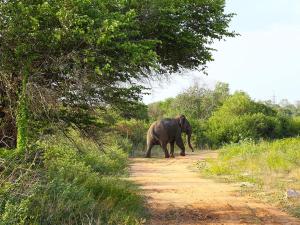 Bestlife Eco Resort Mattala Airport